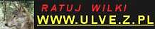 www.ulve.z.pl